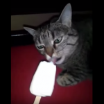 ねこあつめてみた！　アイスを食べて衝撃的なアクシデントが発生・・ 一体何が・・・！？